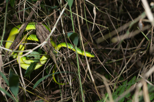 Image of Chinese Green Snake