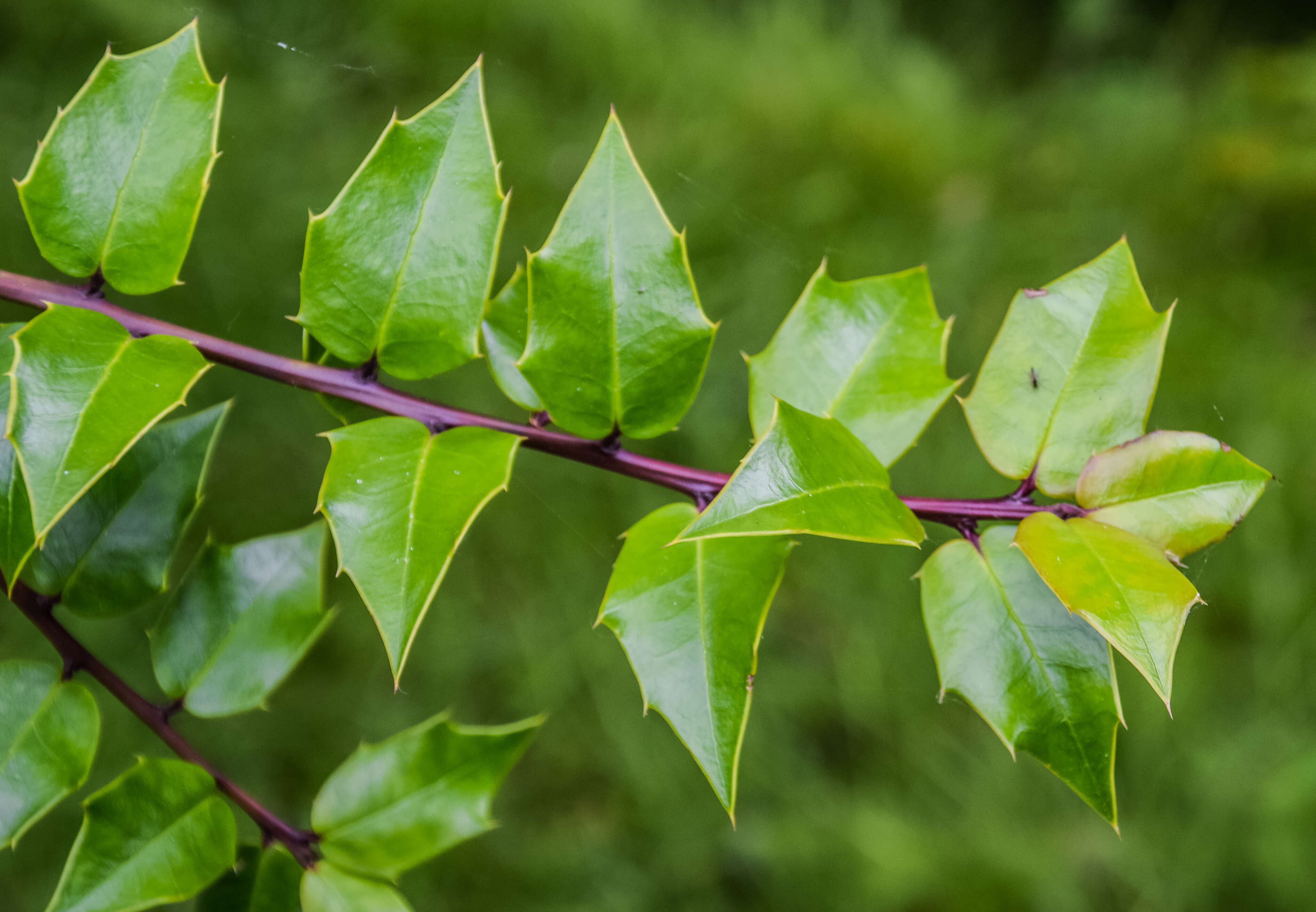 Ilex bioritsensis Hayata resmi