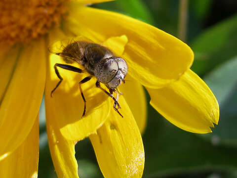 Image de Eristalinus aeneus (Scopoli 1763)