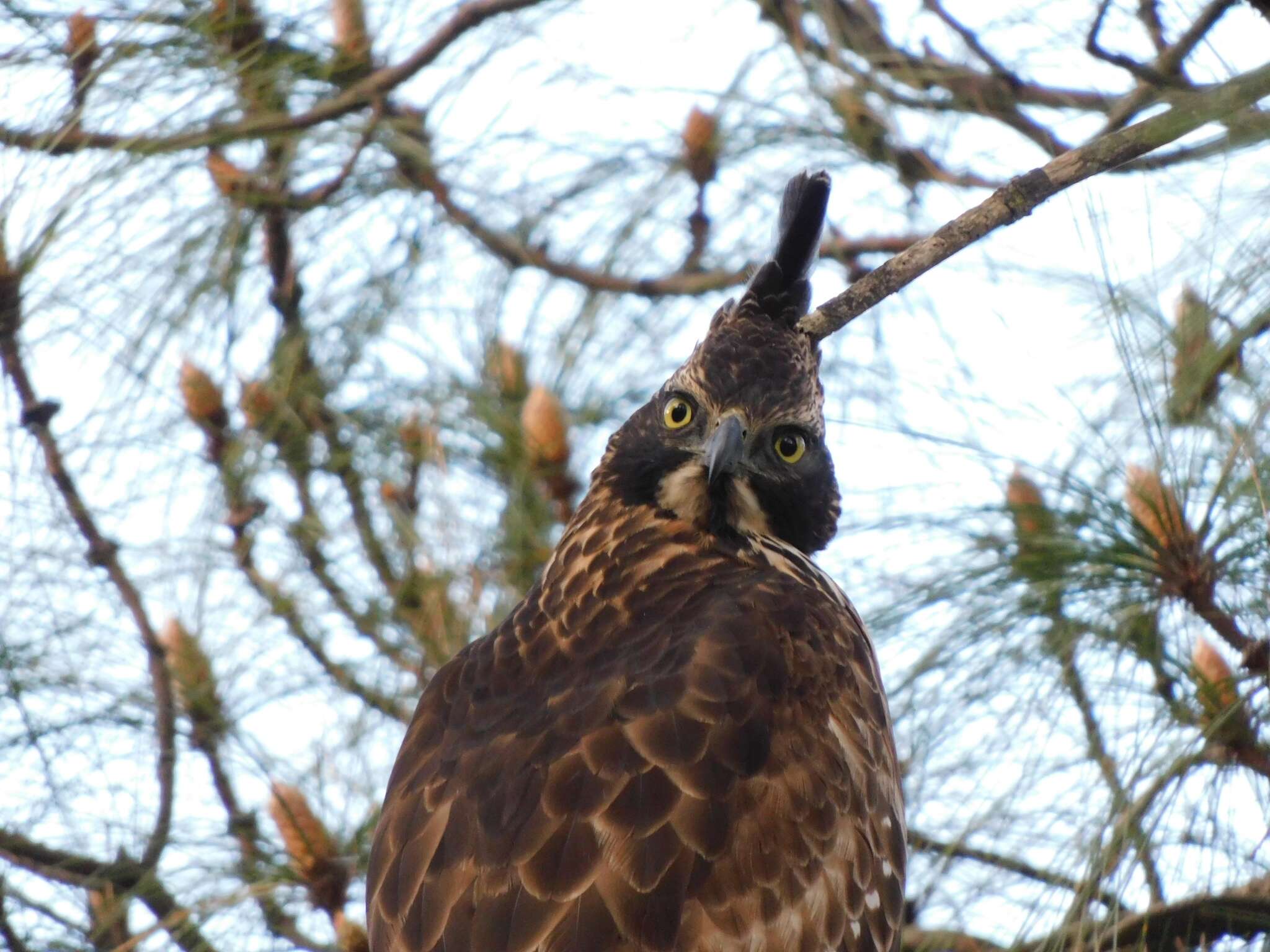 Nisaetus nipalensis Hodgson 1836 resmi