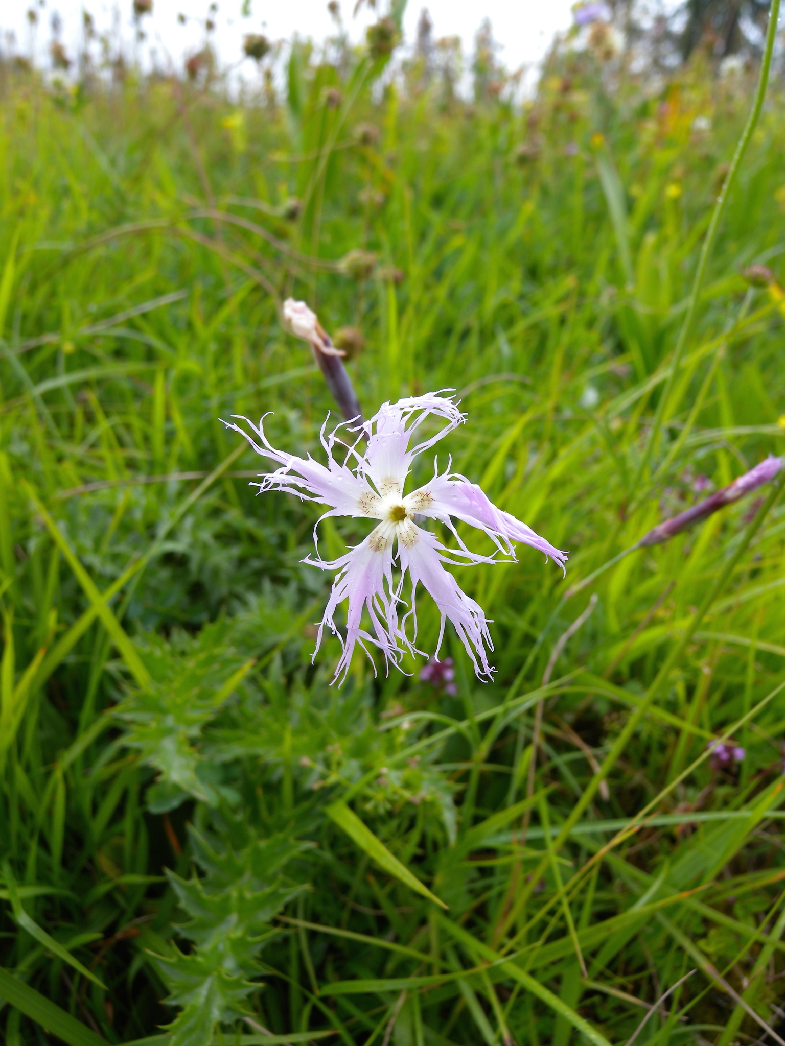 Image of <i>Dianthus superbus</i>