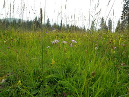 Image of <i>Dianthus superbus</i>
