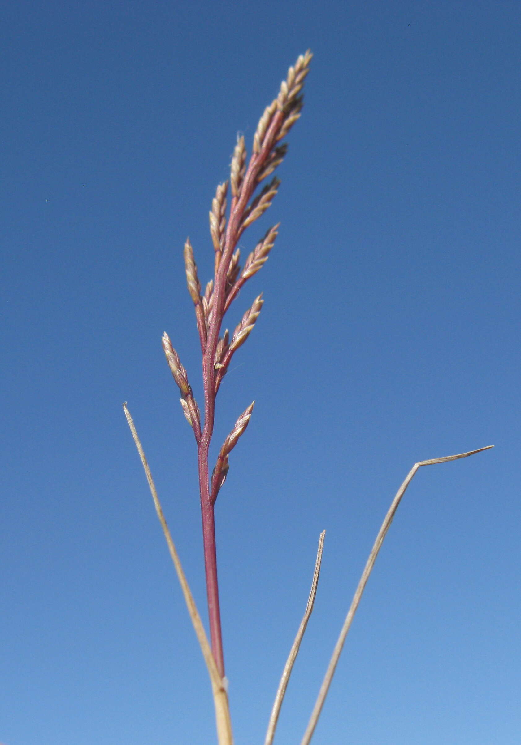 Слика од Catapodium rigidum (L.) C. E. Hubb.