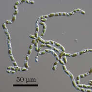 Plancia ëd Klebsormidiaceae