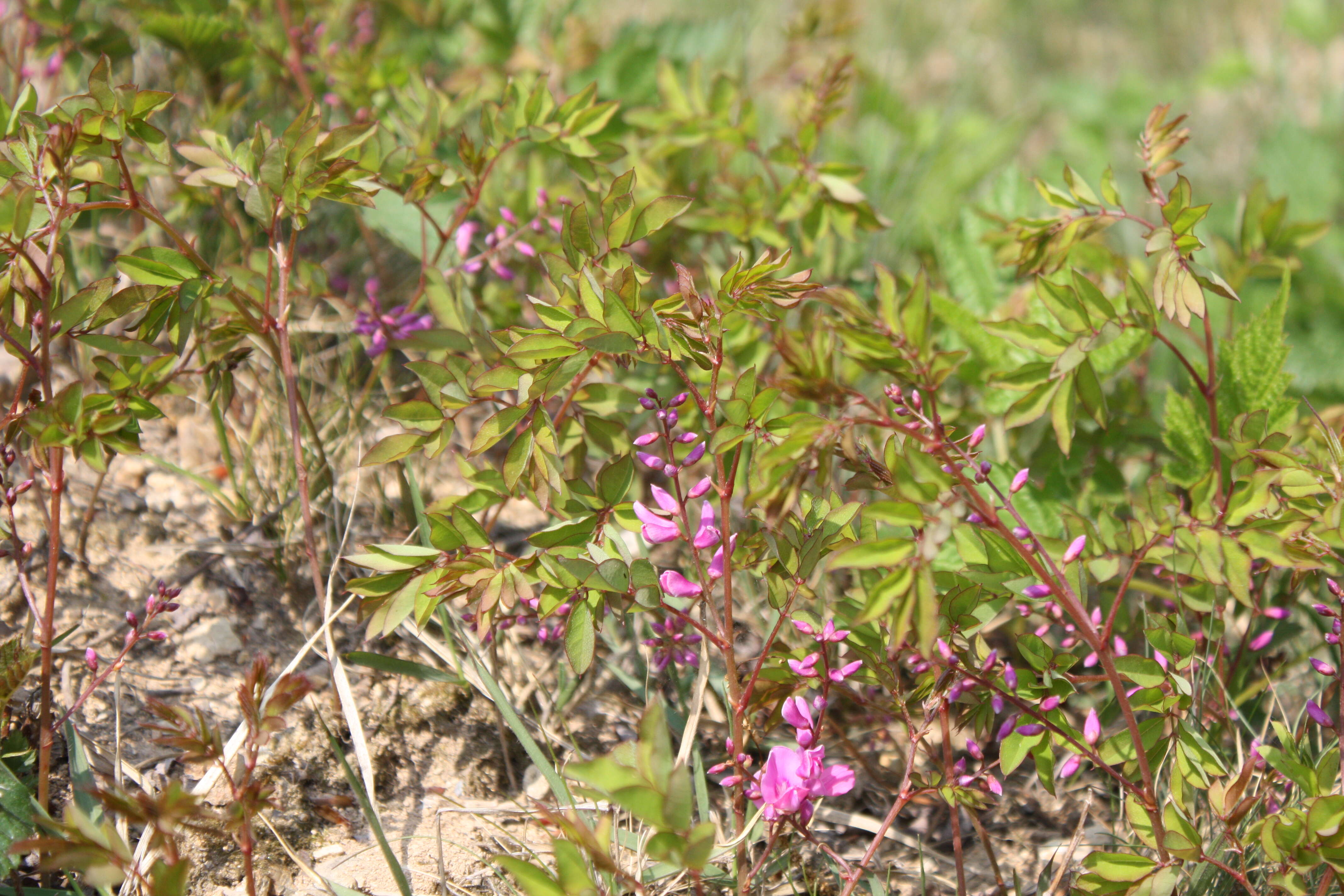 Image of Kirilow's indigo