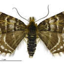 Image of Dasyuris pluviata Hudson 1928