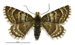 Image of Dasyuris pluviata Hudson 1928