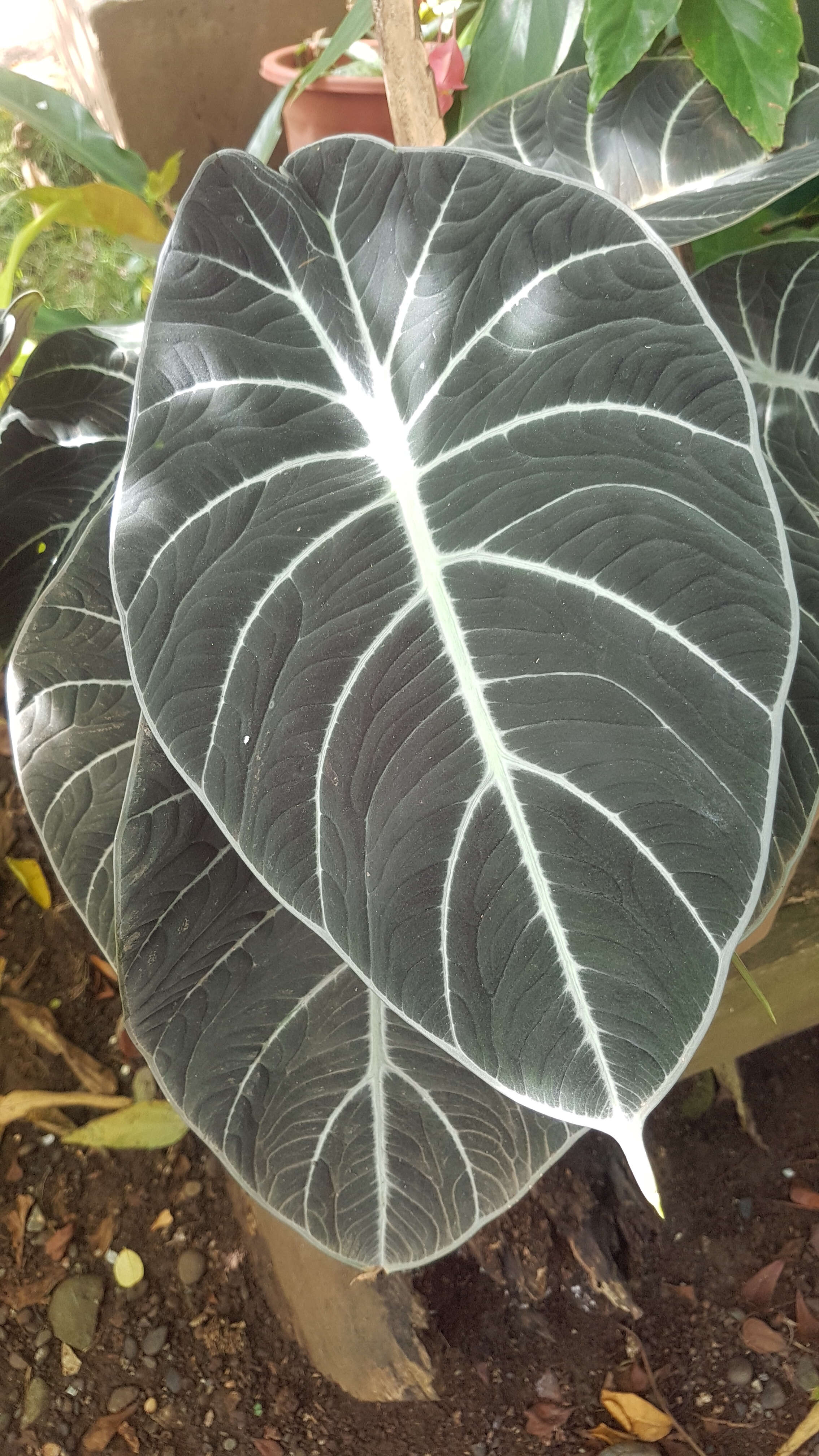 Image of Alocasia reginula A. Hay