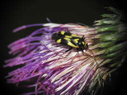 Image of Grypocoris sexguttatus (Fabricius 1777)