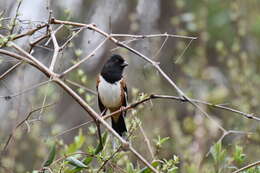 Image of Eastern Towhee