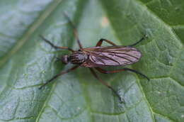 Image of Empis opaca Meigen 1804