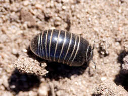 Image of Pill millipede
