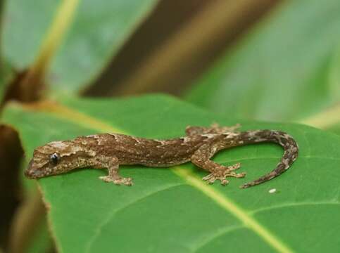 Lepidodactylus lugubris (Duméril & Bibron 1836) resmi