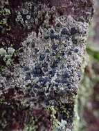 Image of lecidella lichen