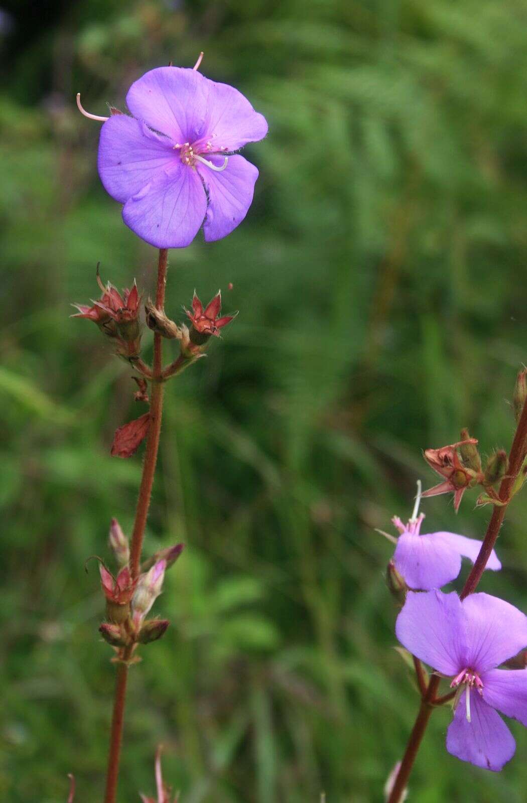 Слика од Pleroma gracile (Bonpl.) A. Gray