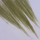 Image of <i>Aphanizomenon flosaquae</i>