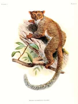 Image of Elegant Galago