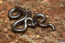 Image of Slender blind snakes