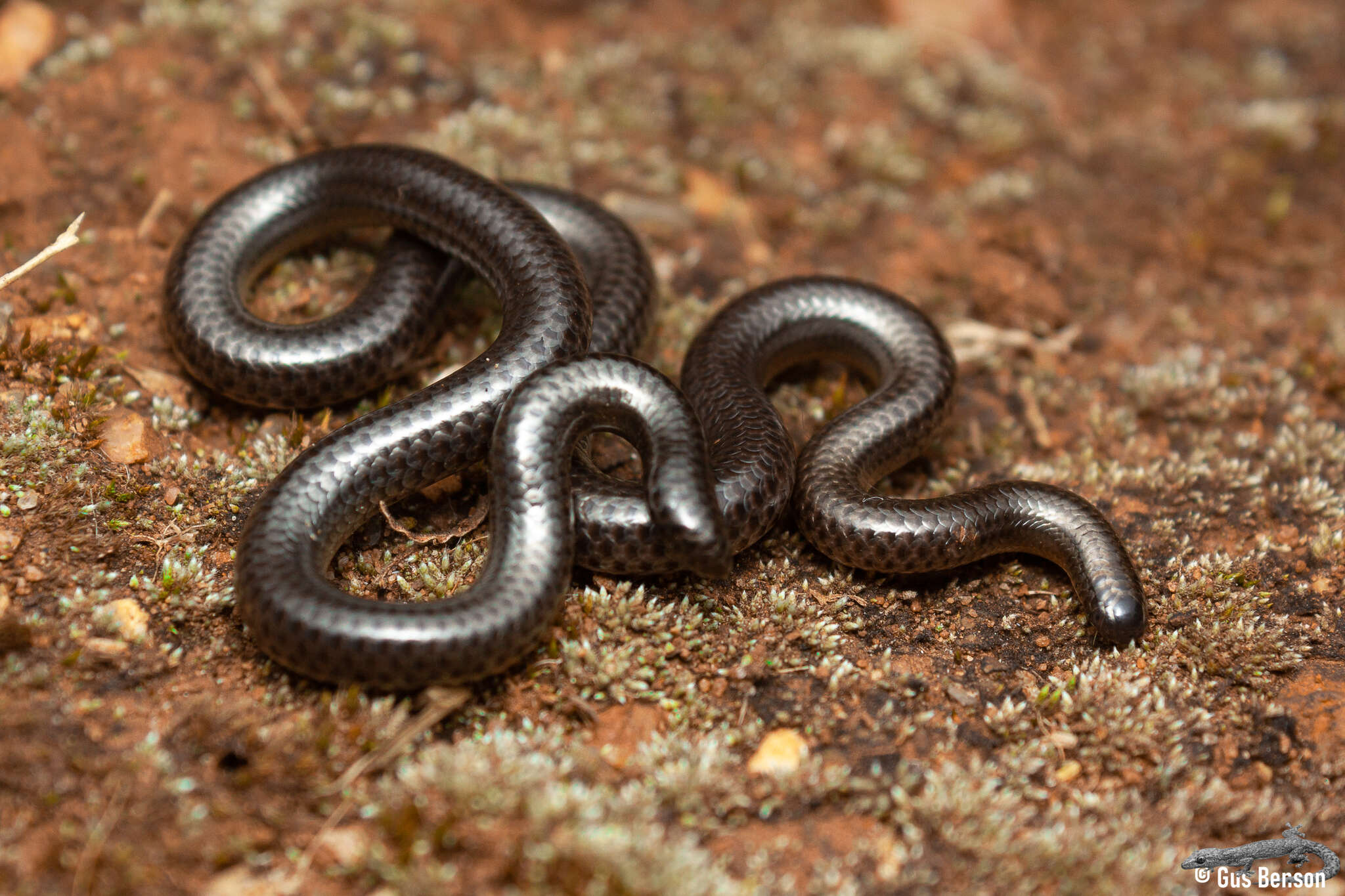 Image of Slender blind snakes