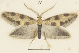 Image of Mallobathra scoriota Meyrick 1909