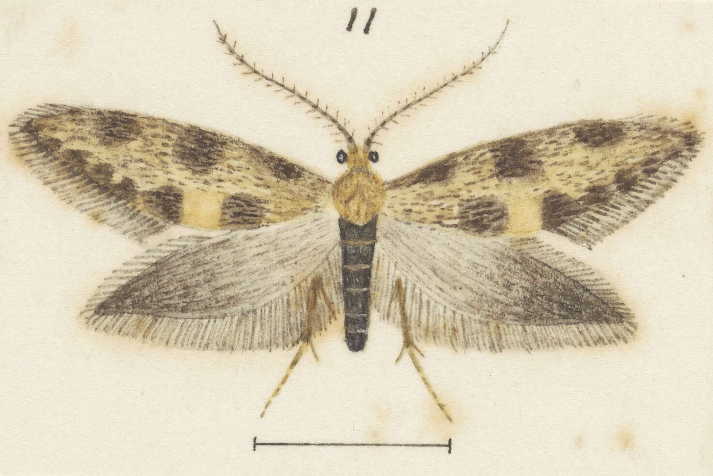 Image of Mallobathra scoriota Meyrick 1909