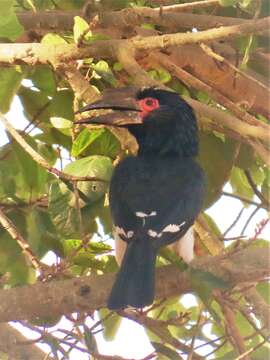 Image of Trumpeter Hornbill