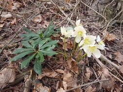 Image of black hellebore