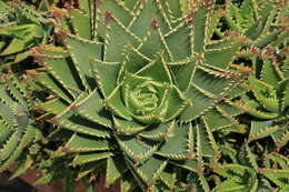 Image of Aloe × nobilis