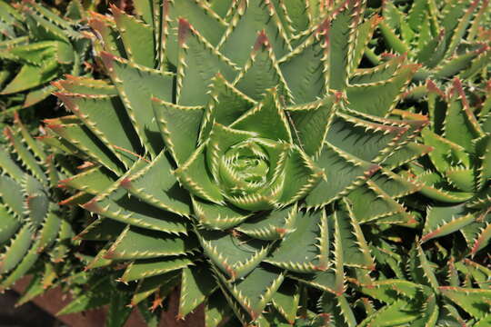 Image of Aloe × nobilis