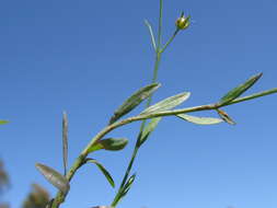 Image of French flax