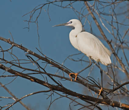 Image of Little Egret