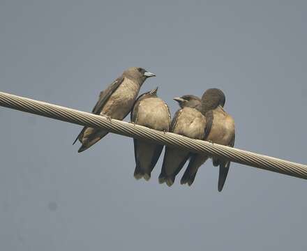 Image of Ashy Wood Swallow