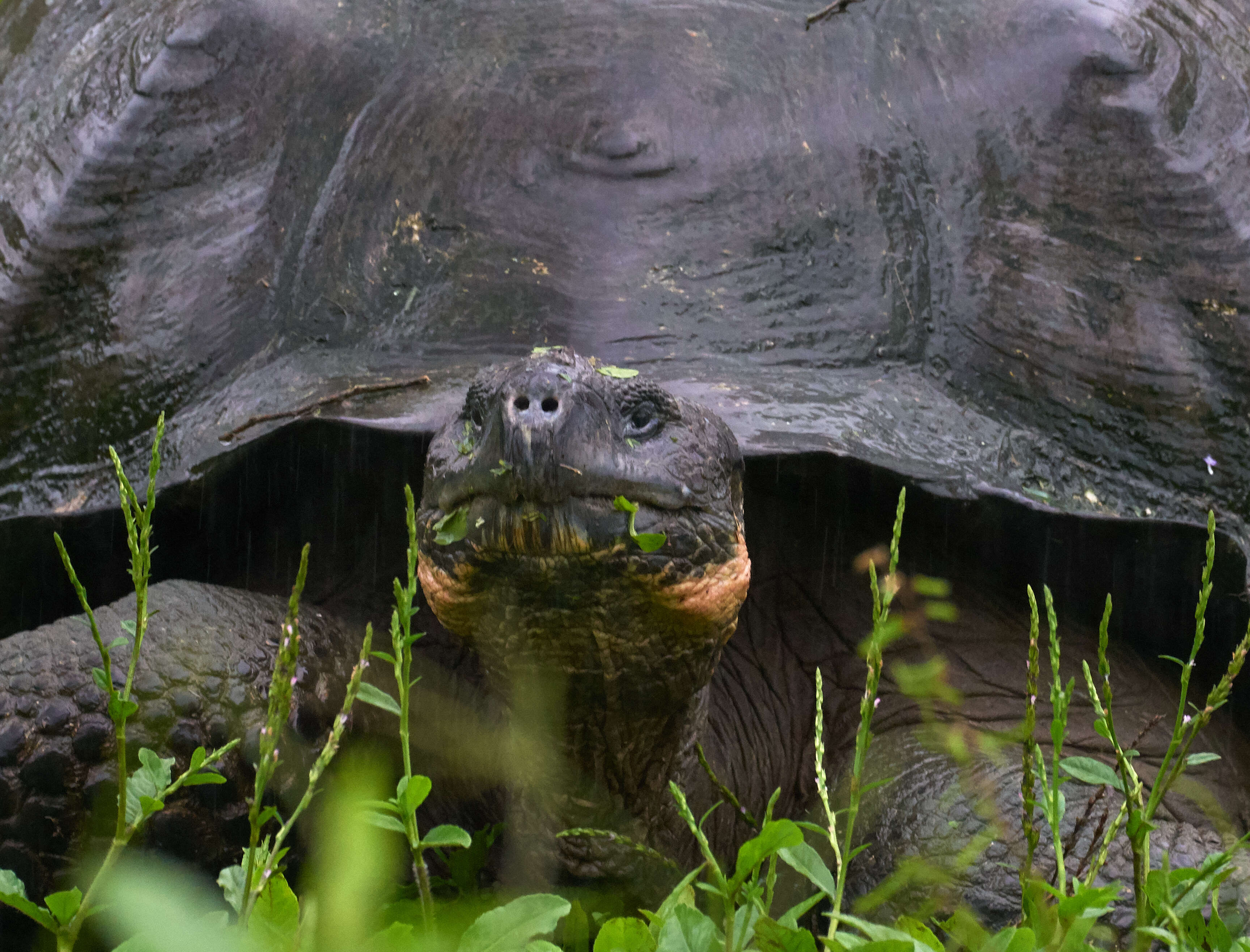 Image of Alcedo Volcano giant tortoise