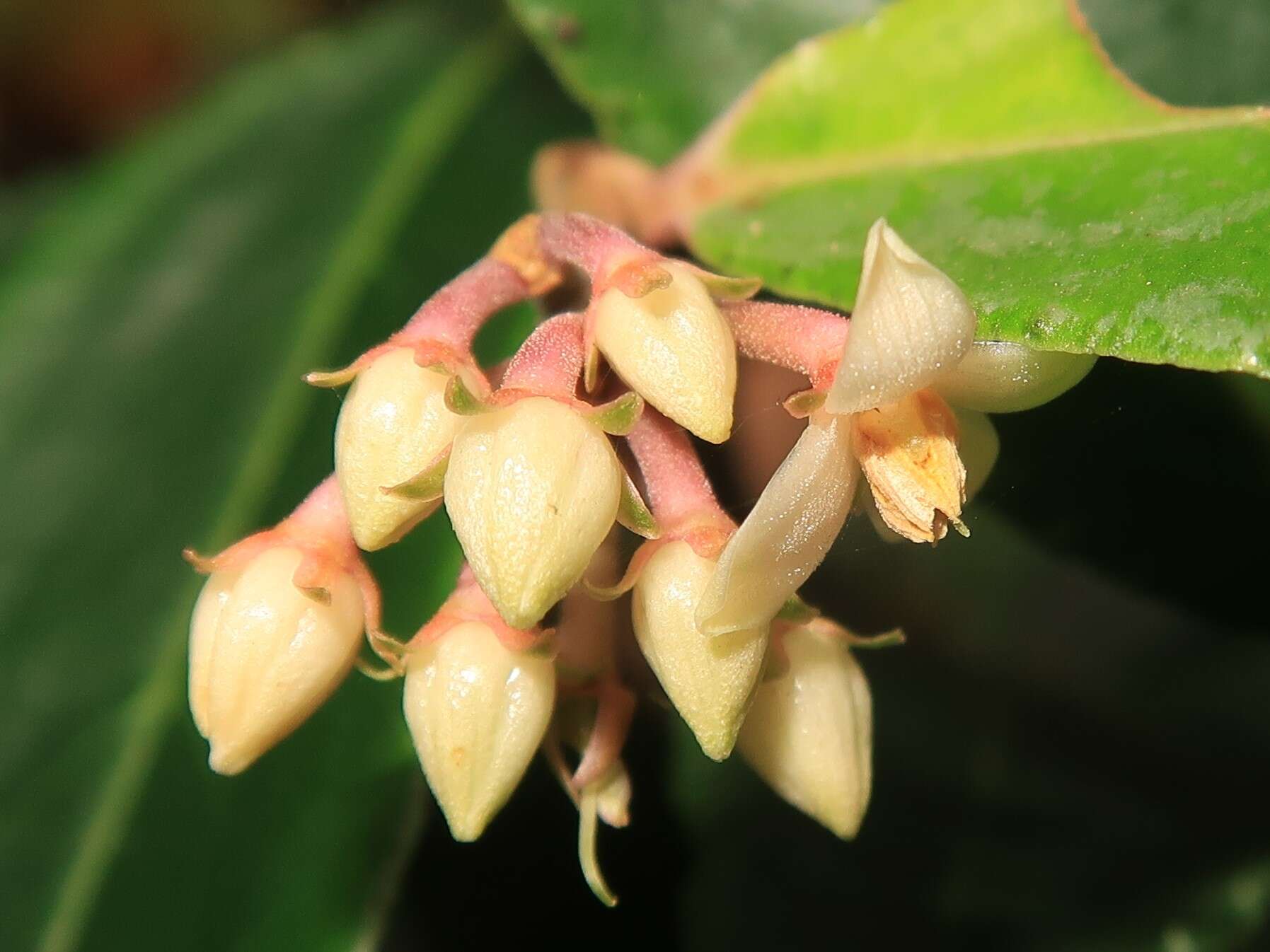 Plancia ëd Ardisia crispa (Thunb.) A. DC.