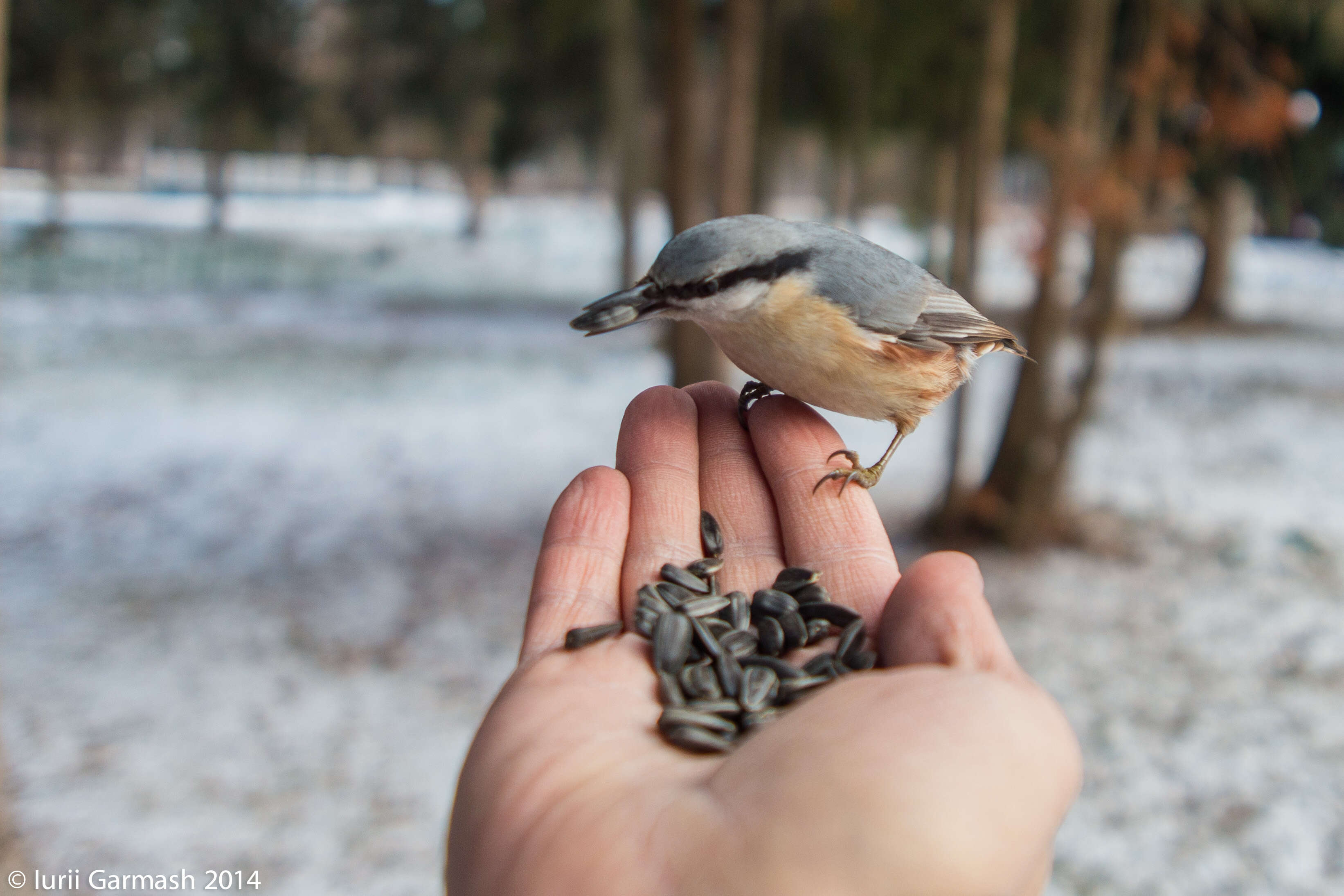 Image of Eurasian Nuthatch