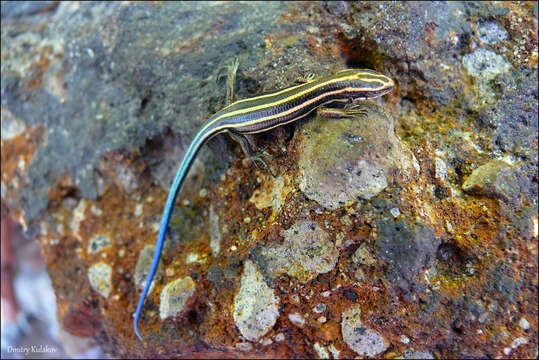 Image of Plestiodon finitimus Okamoto & Hikida 2012