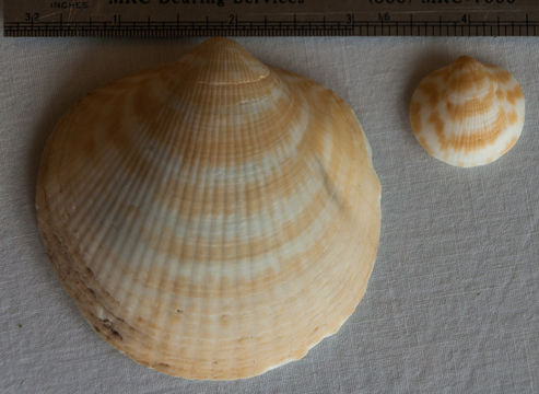 Image of <i>Glycymeris americana</i>