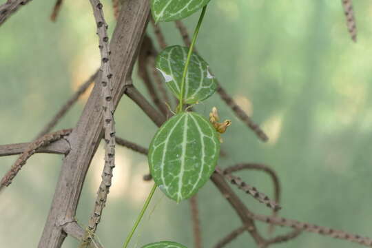 Image of Watermelon dischidia