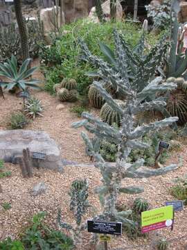 Image of jumping cholla