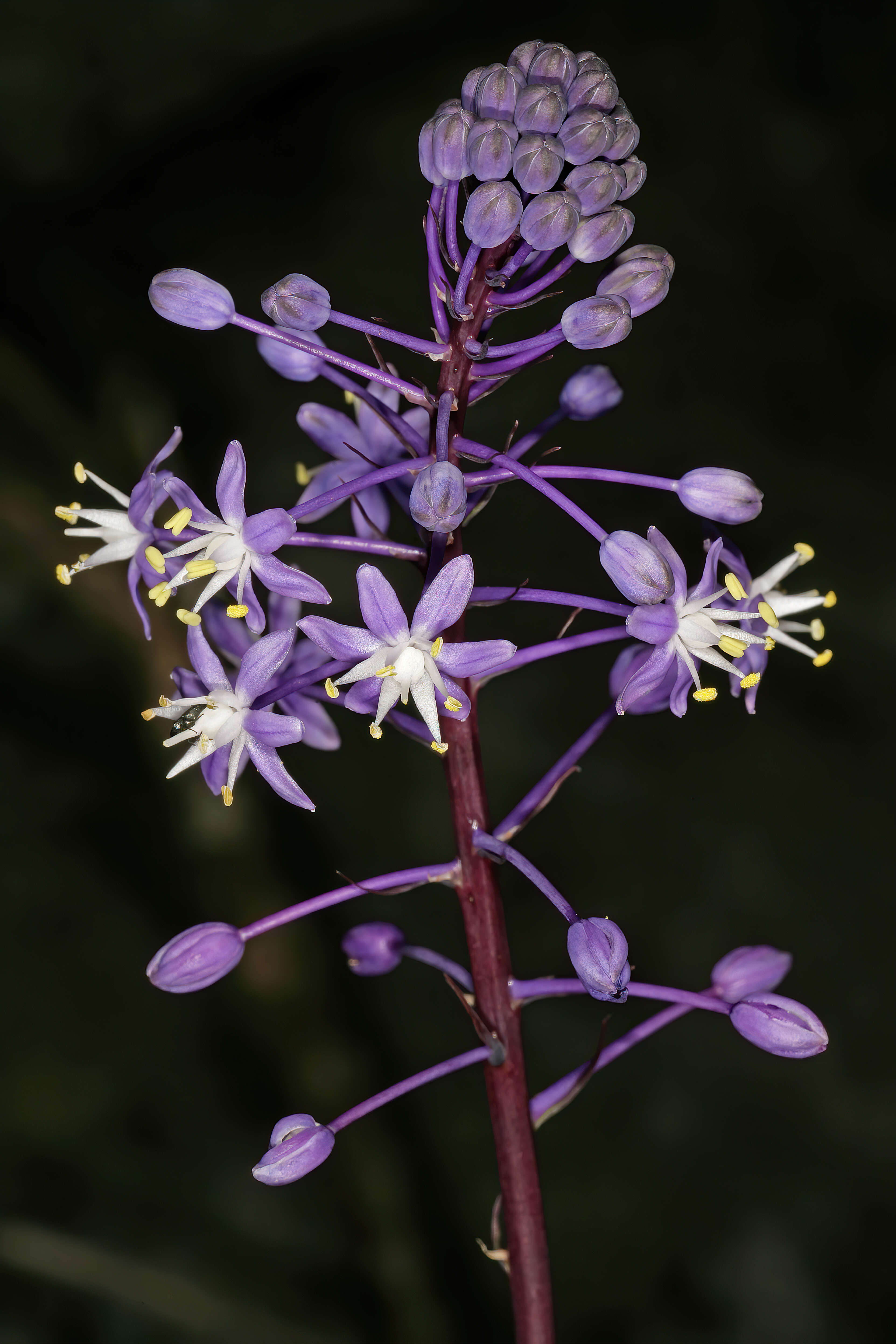 Image of Large blue squill