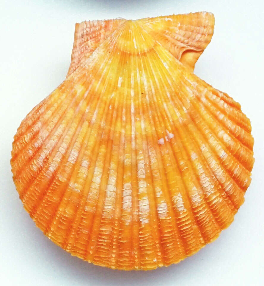 Image de Pectinoidea Rafinesque 1815