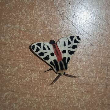 Image of Mexican Tiger Moth