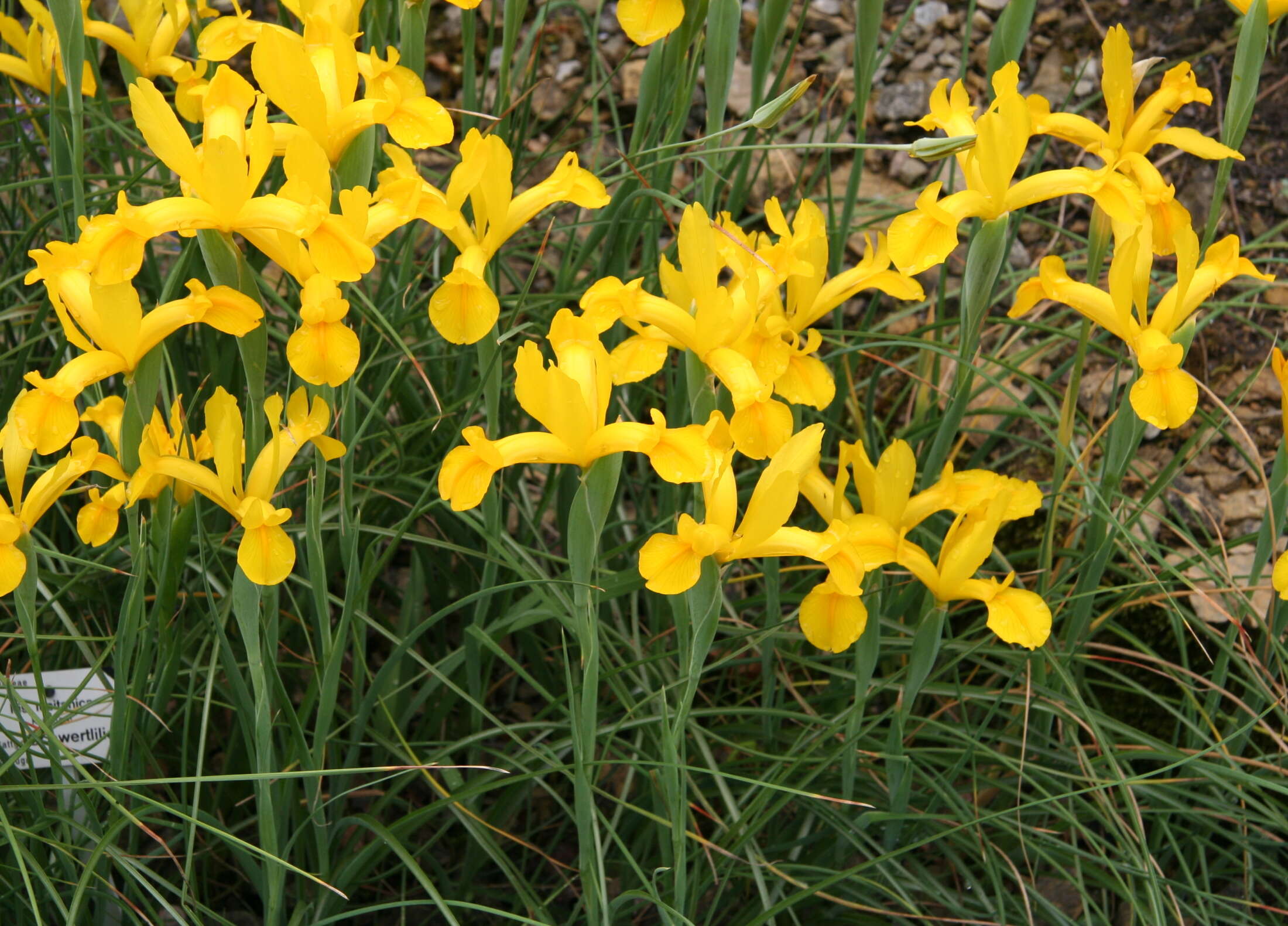 Image of Spanish iris