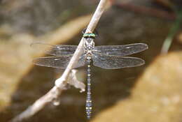 Image of spiketail