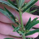 Image of <i>Lespedeza leptostachya</i>