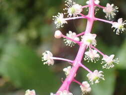 Image of Venezuelan pokeweed