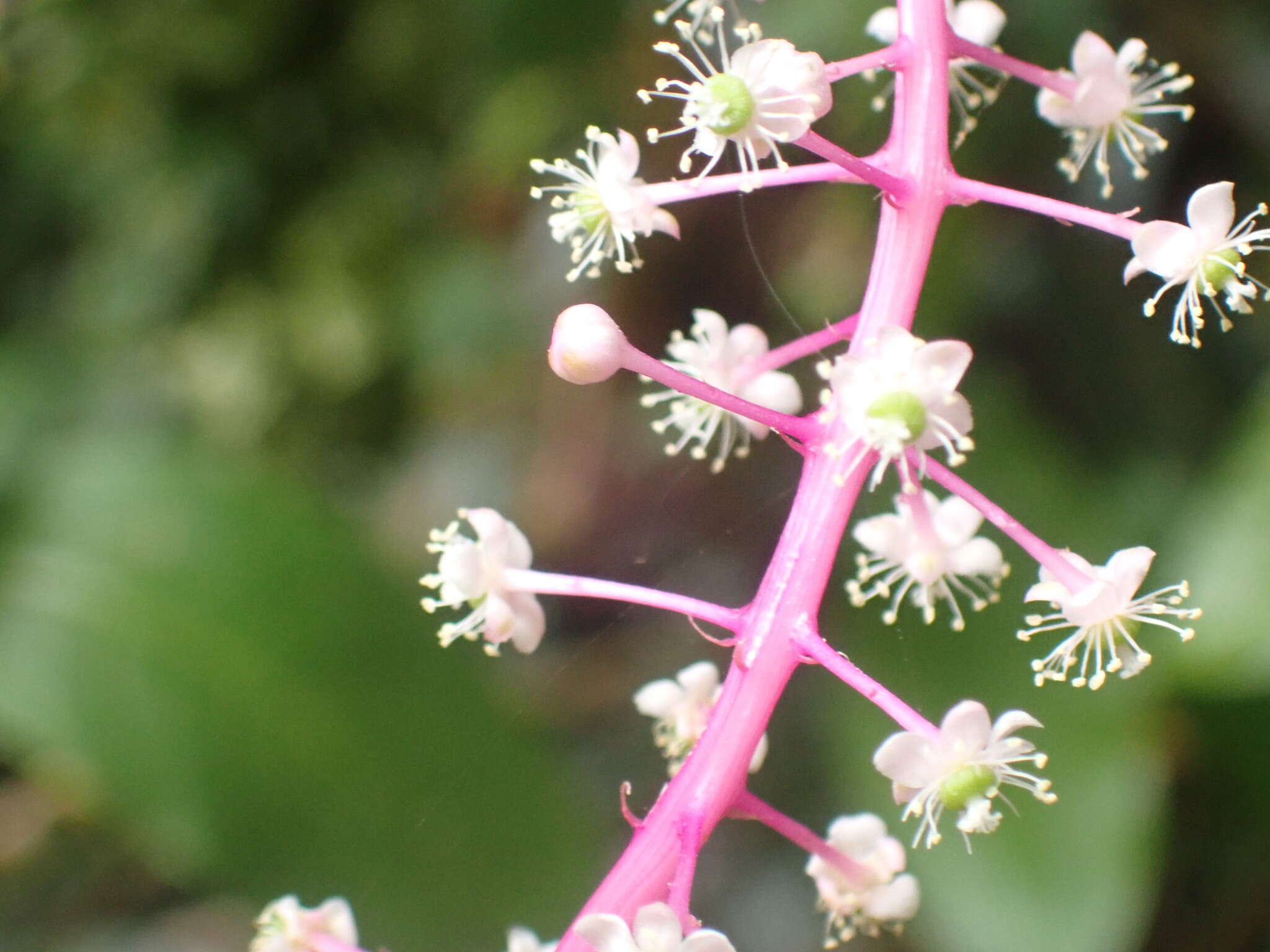 Image of Venezuelan pokeweed