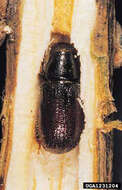 Image of Common pine shoot beetle