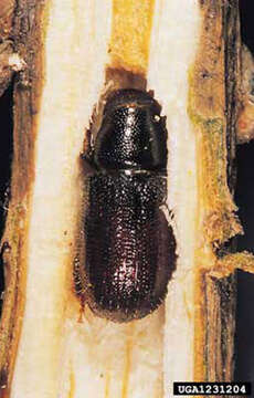 Image of Common pine shoot beetle