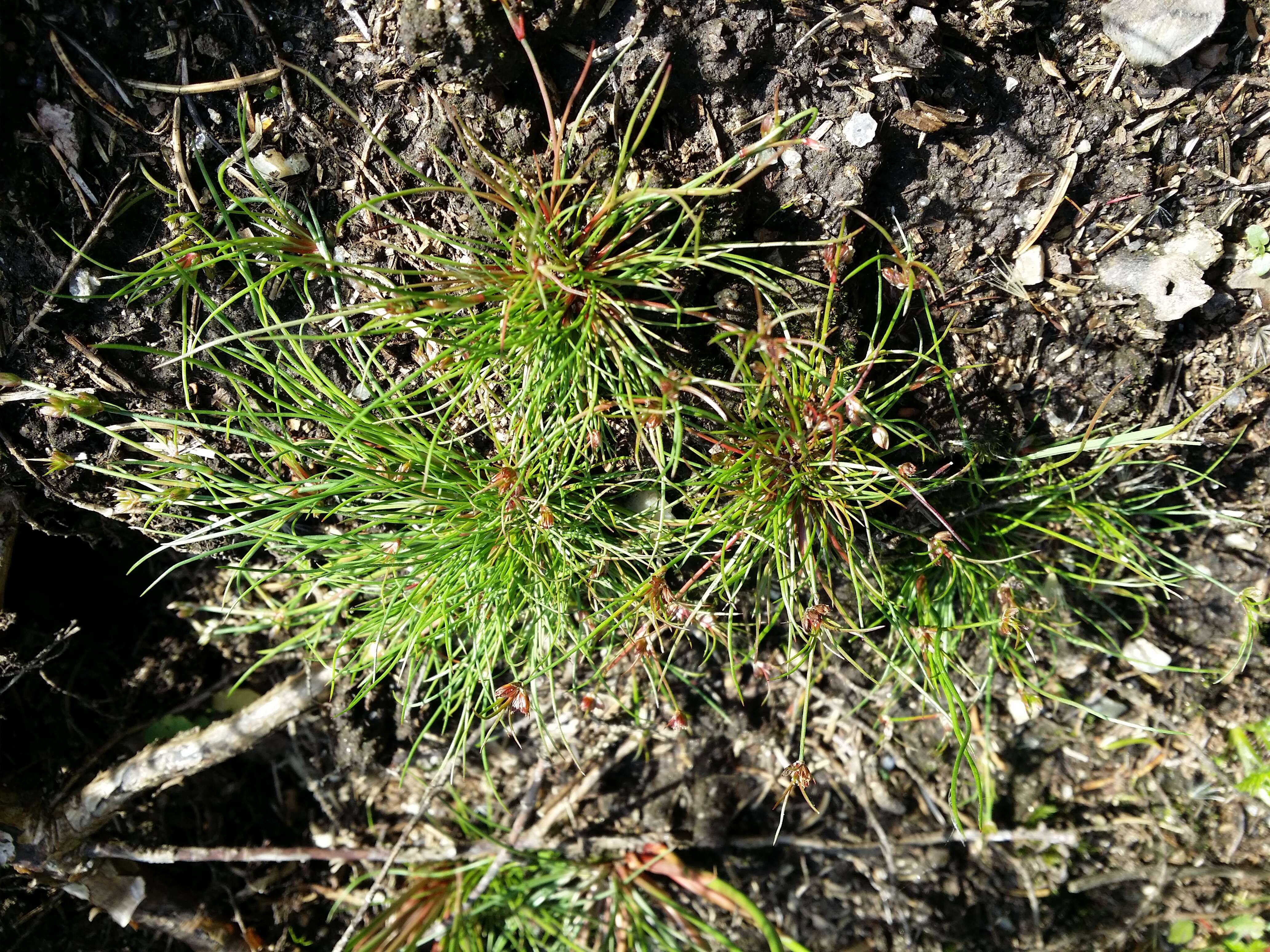 Juncus bulbosus L.的圖片